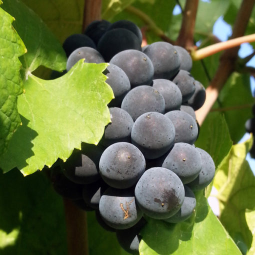 Cours à domicile : Découverte Vins du Monde